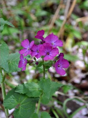 銀扇草|GKZ植物事典・ギンセンソウ（銀扇草）